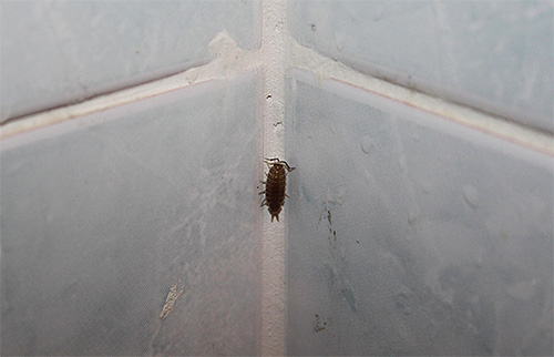 La présence de cloportes dans la salle de bain est un indicateur d'humidité excessive - il peut y avoir des problèmes de ventilation et des fuites constantes des tuyaux. La présence de cloportes dans la salle de bain est un indicateur d'humidité excessive - il peut y avoir des problèmes de ventilation et des fuites constantes des tuyaux