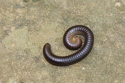 Souvent, l'iule de Crimée est simplement appelé myriapode dans le langage courant Souvent, l'iule de Crimée est simplement appelé myriapode dans le langage courant