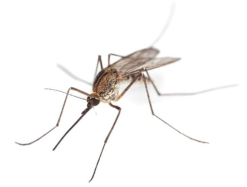 Les moustiques ont besoin d'un environnement humide pour se reproduire, c'est pourquoi on les rencontre aussi souvent dans la salle de bain Les moustiques ont besoin d'un environnement humide pour se reproduire, c'est pourquoi on les rencontre aussi souvent dans la salle de bain