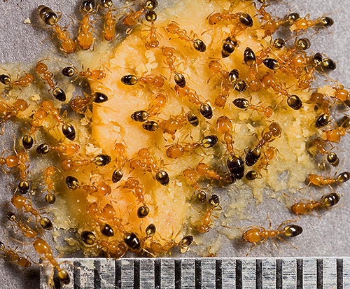 La photo montre des fourmis pharaons