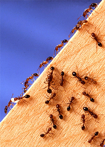 En luttant contre les fourmis dans la maison, il est important non seulement de se débarrasser des insectes déjà présents, mais aussi de déterminer puis de bloquer les voies par lesquelles elles pénètrent dans les locaux.