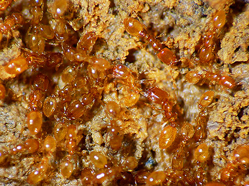 Dans les maisons, les fourmis voleuses se rencontrent généralement dans les deux ou trois premiers étages