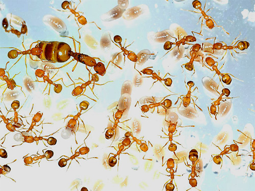 Parfois, des nids entiers de fourmis entrent dans une maison avec des appareils électroménagers ou des meubles achetés.
