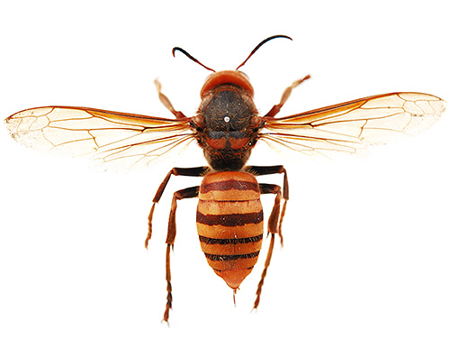 Frelon géant asiatique