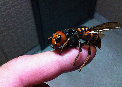 Bien qu'un frelon utilise moins de venin par piqûre qu'une abeille, l'intoxication qui en résulte est plus prononcée.