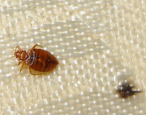 Les préparations sous forme de sprays ou d'aérosols peuvent pénétrer même dans les endroits difficiles d'accès où les punaises de lit peuvent se cacher. Les préparations sous forme de sprays ou d'aérosols peuvent pénétrer même dans les endroits difficiles d'accès où les punaises de lit peuvent se cacher.