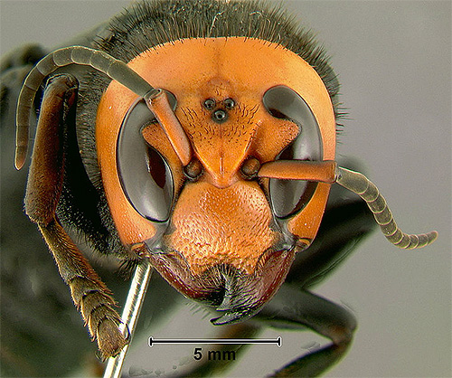 Sur la tête de l'insecte, trois yeux supplémentaires sont bien visibles.