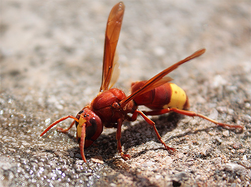 Frelon oriental (Vespa orientalis)