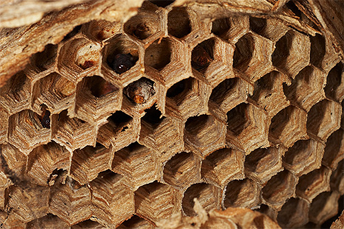 Dans le nid du frelon, les alvéoles sont bien visibles - ce sont les chambres où les larves de l'insecte se développent.