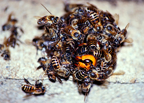 En formant une boule autour du frelon et en battant activement des ailes, les abeilles tuent le prédateur en augmentant la température au centre de la boule.