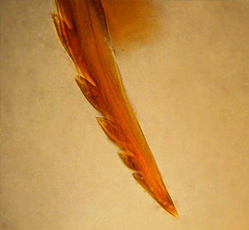 Sur la photo, on voit que le dard de l'abeille a une forme barbelée