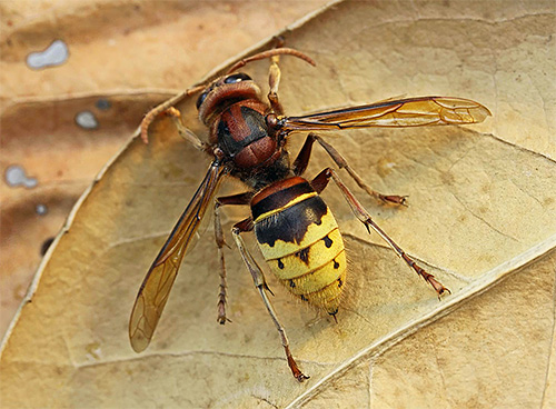 La photo montre le frelon européen commun (Vespa crabro)