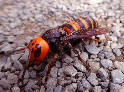 Frelon géant japonais - photographie en gros plan