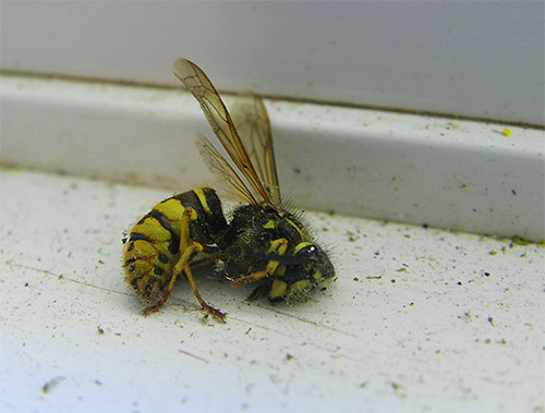 Il existe de nombreux insecticides adaptés à la destruction des guêpes. Il existe de nombreux insecticides adaptés à la destruction des guêpes.
