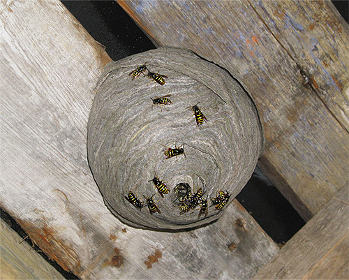 La photo montre un exemple de nid de guêpes La photo montre un exemple de nid de guêpes