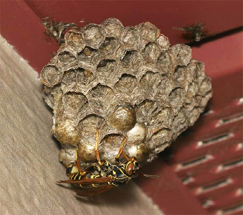 Les insectes construisent leur nid à partir d'une matière semblable au papier, c'est pourquoi on appelle ces guêpes des guêpes paperières. Les insectes construisent leur nid à partir d'une matière semblable au papier, c'est pourquoi on appelle ces guêpes des guêpes paperières.