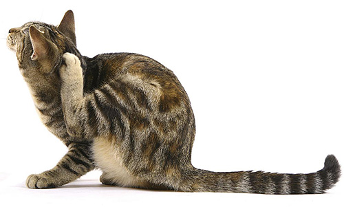 Il existe plusieurs façons pour les parasites de pénétrer dans la maison, et l'une des principales est sur le pelage d'un animal de compagnie.