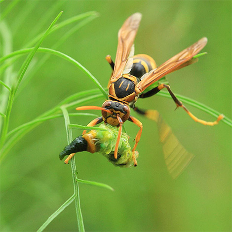 Les larves ont besoin d'une alimentation carnée, c'est pourquoi les frelons adultes leur apportent de petits insectes.