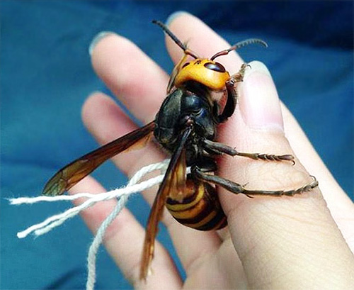 La photo montre un exemple de frelon attaché avec un fil afin de faciliter le suivi de ses déplacements.
