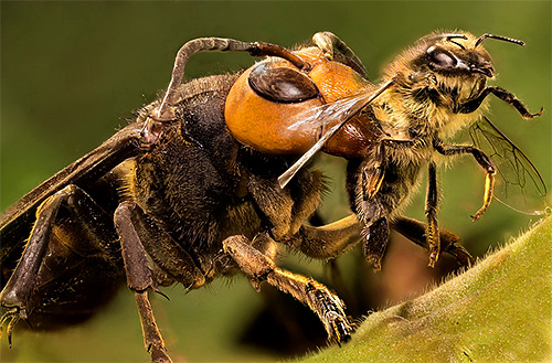 En attaquant les ruches, les frelons tuent les insectes, puis pillent les réserves des abeilles.