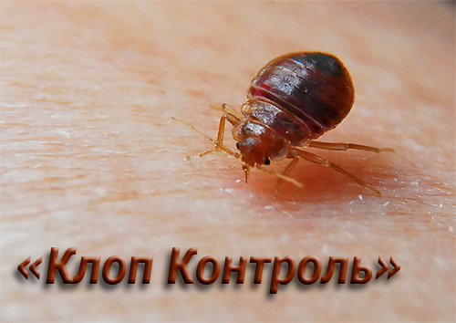 Essayons de comprendre les particularités du travail de l'entreprise Klop Kontrol, ainsi que les services qu'elle propose et ce que les clients pensent de son travail. Essayons de comprendre les particularités du travail de l'entreprise Klop Kontrol, ainsi que les services qu'elle propose et ce que les clients pensent de son travail.