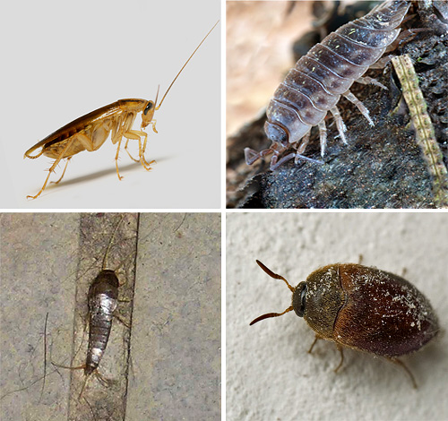 Découvrons plus en détail les différents types d’insectes que l’on trouve dans les appartements, et voyons également à quoi ils ressemblent sur les photos... Découvrons plus en détail les différents types d’insectes que l’on trouve dans les appartements, et voyons également à quoi ils ressemblent sur les photos...