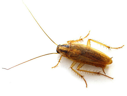 Les cafards omniprésents sont capables de s'adapter aux conditions d'existence les plus difficiles, si bien que les conditions d'un appartement sont pour eux un véritable paradis. Les cafards omniprésents sont capables de s'adapter aux conditions d'existence les plus difficiles, si bien que les conditions d'un appartement sont pour eux un véritable paradis.