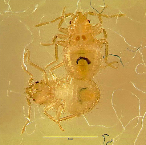 Sur la photo est montrée une larve de punaise de lit (nymphe) sous un microscope Sur la photo est montrée une larve de punaise de lit (nymphe) sous un microscope