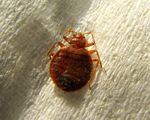 Les punaises de lit sont des insectes hématophages qui piquent principalement l'homme. Les punaises de lit sont des insectes hématophages qui piquent principalement l'homme.