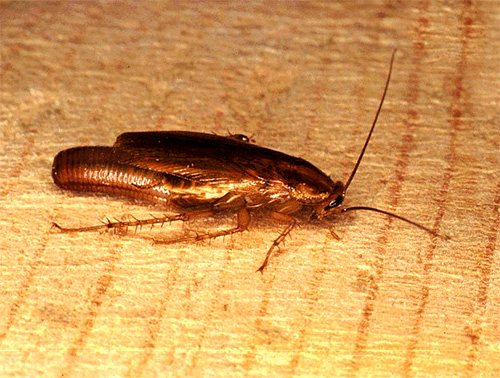 Les cafards roux ordinaires sont tout à fait capables de transporter des micro-organismes pathogènes sur leurs pattes. Les cafards roux ordinaires sont tout à fait capables de transporter des micro-organismes pathogènes sur leurs pattes.