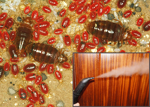 Traiter les nids de punaises de lit à la vapeur ou, au contraire, avec des températures basses peut parfaitement détruire non seulement les parasites eux-mêmes, mais aussi leurs œufs. Voyons maintenant comment appliquer cela en pratique... Traiter les nids de punaises de lit à la vapeur ou, au contraire, avec des températures basses peut parfaitement détruire non seulement les parasites eux-mêmes, mais aussi leurs œufs. Voyons maintenant comment appliquer cela en pratique...