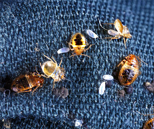 La congélation des punaises doit être effectuée au moins deux fois, à environ deux semaines d'intervalle, pour éliminer les insectes aussi complètement que possible. La congélation des punaises doit être effectuée au moins deux fois, à environ deux semaines d'intervalle, pour éliminer les insectes aussi complètement que possible.