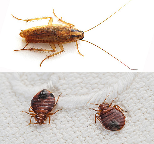 Presque toujours, lors du traitement d'un logement contre les punaises de lit, d'autres insectes sont également éliminés, par exemple les blattes...