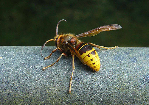 Essayons de déterminer quel produit choisir contre les guêpes et les frelons, si ces insectes commencent à vous importuner dans votre jardin ou votre rucher...