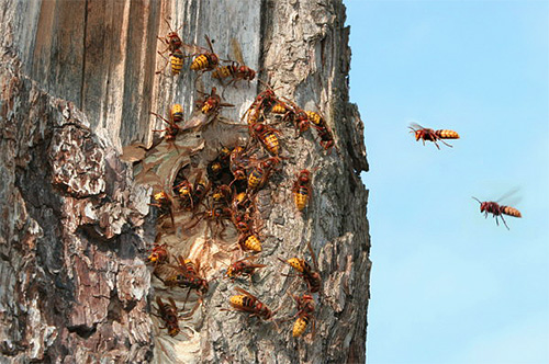 Si le nid de frelons se trouve dans le creux d’un arbre, on peut simplement y verser le produit insecticide et boucher l’entrée avec un chiffon imprégné de poison.
