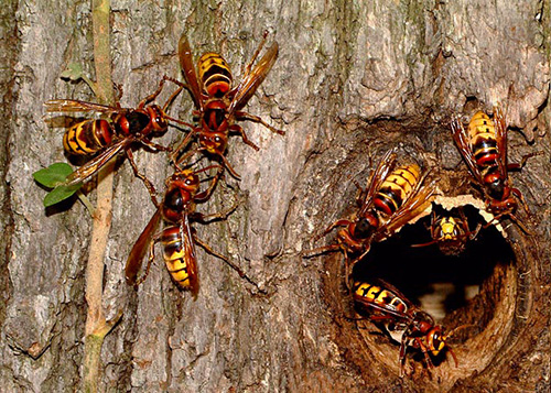 Exemple de nid de frelons dans un arbre
