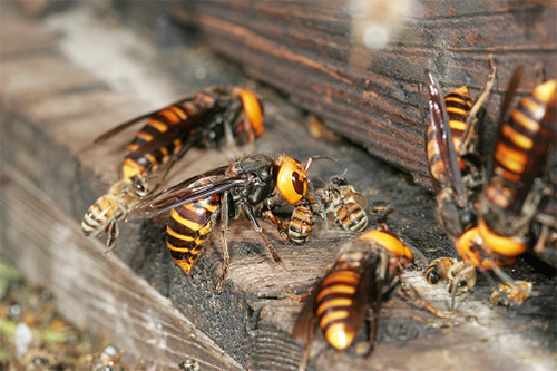 Les frelons asiatiques sont le fléau des apiculteurs locaux, car quelques spécimens seulement peuvent détruire toute une colonie d'abeilles.