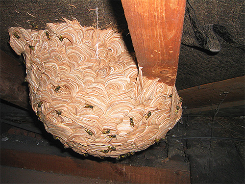 Si le nid de frelons se trouve dans un bâtiment agricole, cela peut représenter une menace directe pour les personnes qui y entrent.