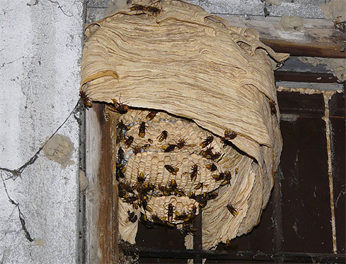 Vous devez utiliser les produits contre les frelons et les guêpes avec précaution, car les insectes irrités peuvent attaquer en essaim.