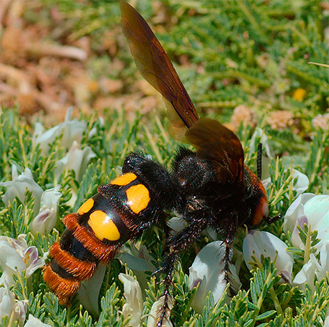Les larves de scolies se développent à l'intérieur de l'insecte victime et n'émergent du sol qu'à l'année suivante sous forme d'adulte. Les larves de scolies se développent à l'intérieur de l'insecte victime et n'émergent du sol qu'à l'année suivante sous forme d'adulte.