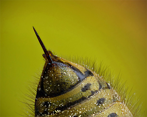 La photo montre le dard d'une guêpe : il est lisse et ne reste pas coincé dans la peau, ce qui permet à l'insecte de l'utiliser à plusieurs reprises. La photo montre le dard d'une guêpe : il est lisse et ne reste pas coincé dans la peau, ce qui permet à l'insecte de l'utiliser à plusieurs reprises.