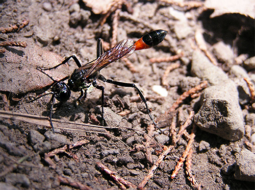 Les piqûres des guêpes de route sont très douloureuses, mais, heureusement, ces insectes sont beaucoup plus rares que les guêpes en papier auxquelles nous sommes habitués. Les piqûres des guêpes de route sont très douloureuses, mais, heureusement, ces insectes sont beaucoup plus rares que les guêpes en papier auxquelles nous sommes habitués.