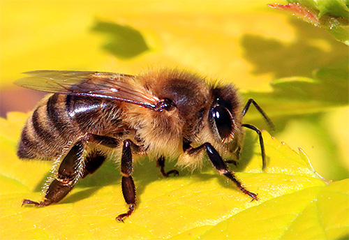 Voici à quoi ressemble une abeille domestique Voici à quoi ressemble une abeille domestique