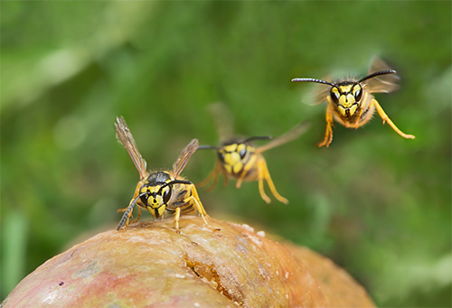 Il faut se rappeler que les insectes piqueurs peuvent attaquer en essaim entier, ce qui est dangereux pour toute personne. Il faut se rappeler que les insectes piqueurs peuvent attaquer en essaim entier, ce qui est dangereux pour toute personne.