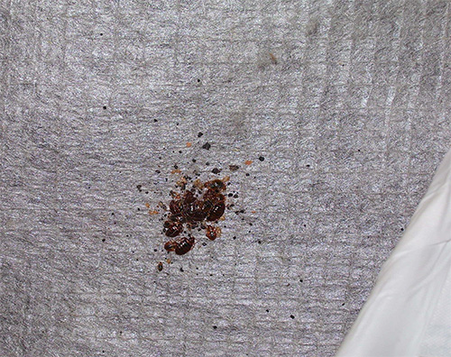 La photo montre un petit nid de punaises de lit dans un matelas La photo montre un petit nid de punaises de lit dans un matelas