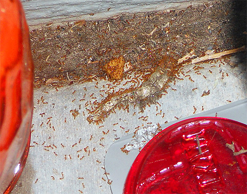 Les fourmis pharaons peuvent endommager les aliments dans la maison Les fourmis pharaons peuvent endommager les aliments dans la maison