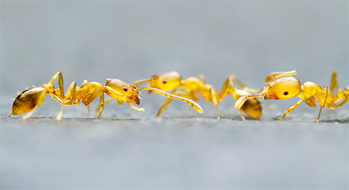 Gros plan sur les fourmis domestiques Gros plan sur les fourmis domestiques