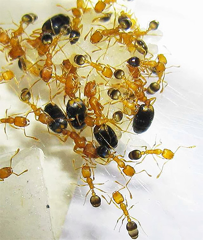 Les fourmis domestiques vivent en colonies, et la fourmilière ne se trouve pas toujours directement dans l'appartement Les fourmis domestiques vivent en colonies, et la fourmilière ne se trouve pas toujours directement dans l'appartement