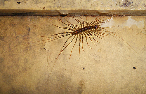 La scutigère véloce se nourrit de moustiques et d'autres petits insectes La scutigère véloce se nourrit de moustiques et d'autres petits insectes