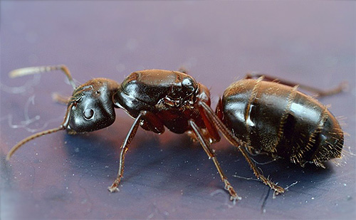 Fourmi charpentière à thorax rouge (Camponotus herculeanus) Fourmi charpentière à thorax rouge (Camponotus herculeanus)